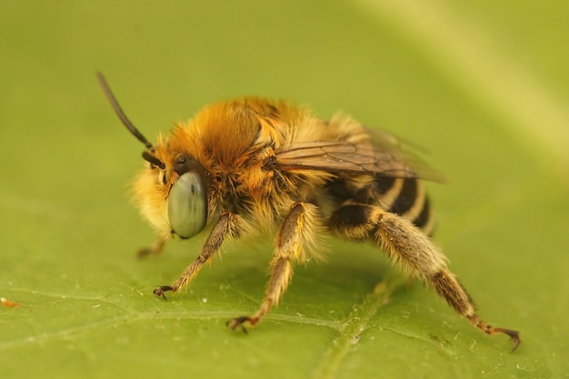 Gros plan sur une petite abeille fleur poilue mâle , Anthophora bimaculat