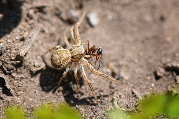 Gros plan d'une petite araignée dans le jardin