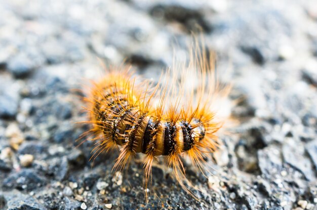 Gros plan d'une petite chenille sur le sol sous la lumière du soleil avec un arrière-plan flou