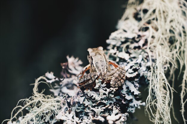 Gros plan d'une petite grenouille assise sur une branche