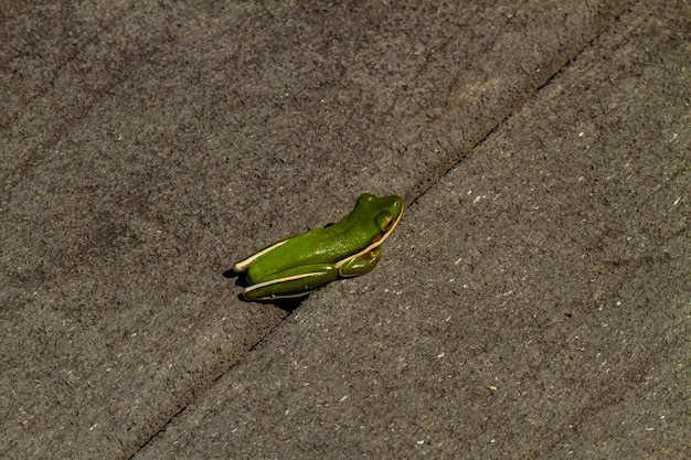 Gros plan d'une petite grenouille verte sur le terrain