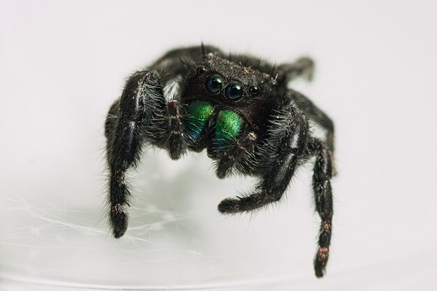 Gros plan d'un Phidippus audax, une araignée sauteuse audacieuse