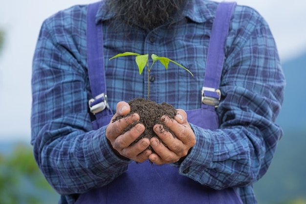 Gros plan photo de la main du jardinier tenant le jeune arbre de la plante