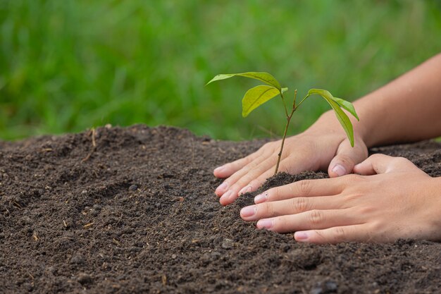 Gros plan photo de main tenant la plantation du jeune arbre de la plante