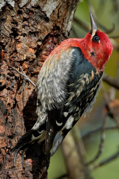 Gros plan d'un pic à tête rouge sur l'arbre