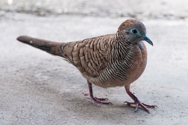 Gros plan d'un pigeon brun marchant sur un sol en béton