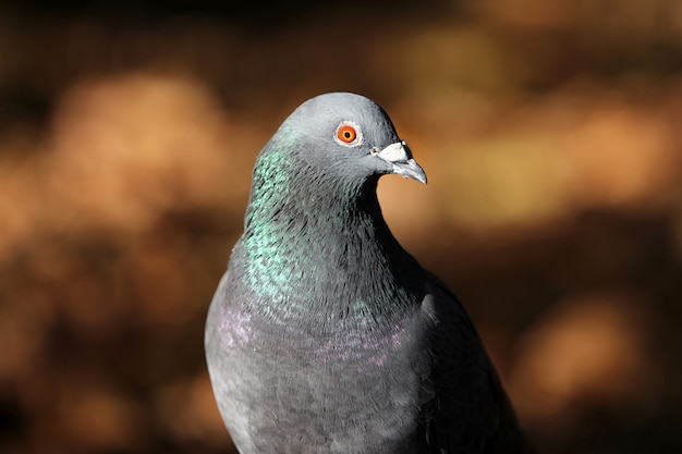 Gros plan d'un pigeon gris