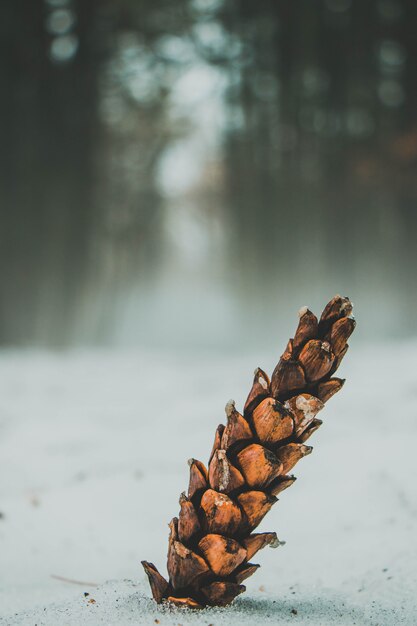 Gros plan d'un pin au sol recouvert de neige avec une forêt sur l'arrière-plan flou