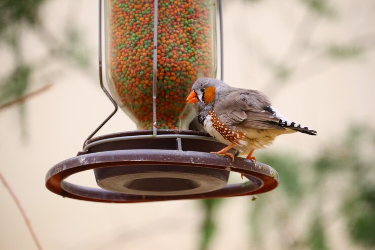 Photo gratuit gros plan d'un pinson perché sur une mangeoire à oiseaux