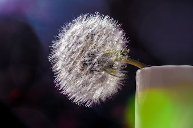 Gros plan d'un pissenlit dans un vase en céramique blanche