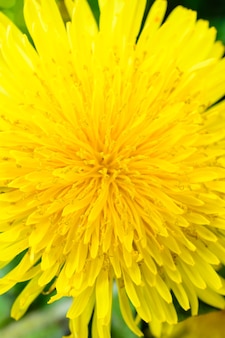Gros plan de pissenlit. plante de pissenlit avec un bourgeon jaune duveteux. macro photo de la fleur jaune poussant dans le sol. la journée de printemps ensoleillée.