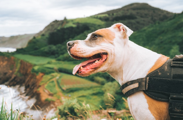 Gros plan d'un pit bull terrier américain en face de belles collines verdoyantes pendant la journée