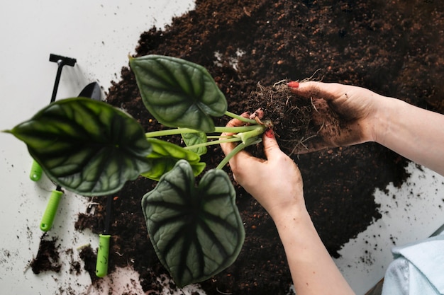 Gros plan de plantation de bulbes de plantes dans le sol