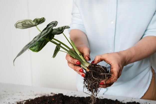 Photo gratuite gros plan de plantation de bulbes de plantes dans le sol