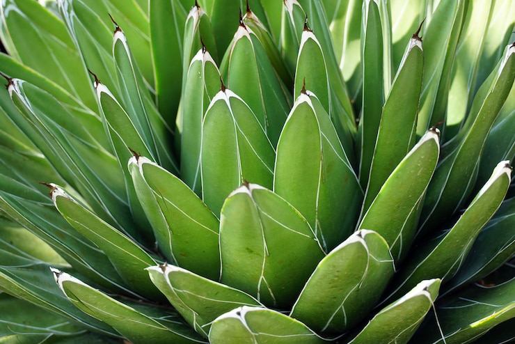 Photo gratuit gros plan d'une plante d'agave