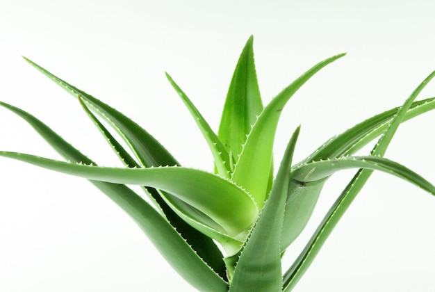 Gros plan d'une plante d'aloe vera vert sur fond blanc