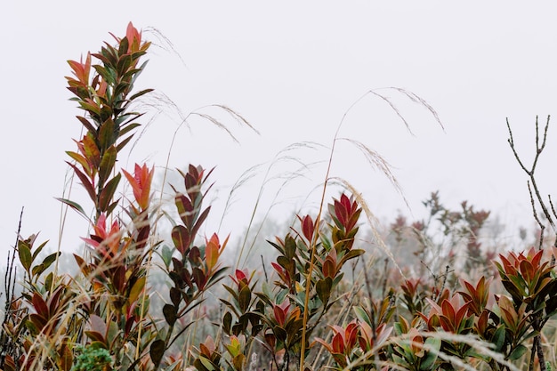 Gros plan d'une plante à feuilles vertes et rouges