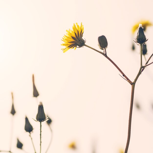 Gros plan d&#39;une plante à fleurs jaune