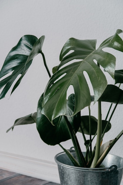 Photo gratuite gros plan d'une plante d'intérieur artificielle verte