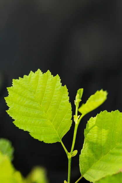 Gros plan plante laisse avec fond défocalisé