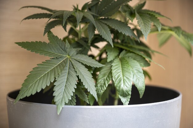 Gros plan d'une plante de marijuana verte dans un pot blanc