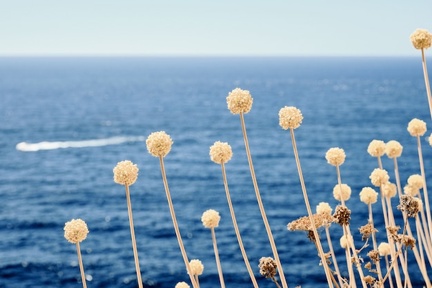 Gros plan d'une plante avec une mer floue