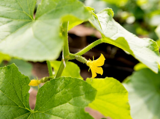 Gros plan plante avec petite fleur jaune