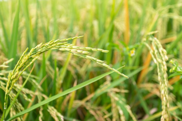 Gros plan d&#39;une plante de riz paddy.