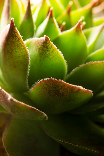 Gros plan, de, plante succulente verte