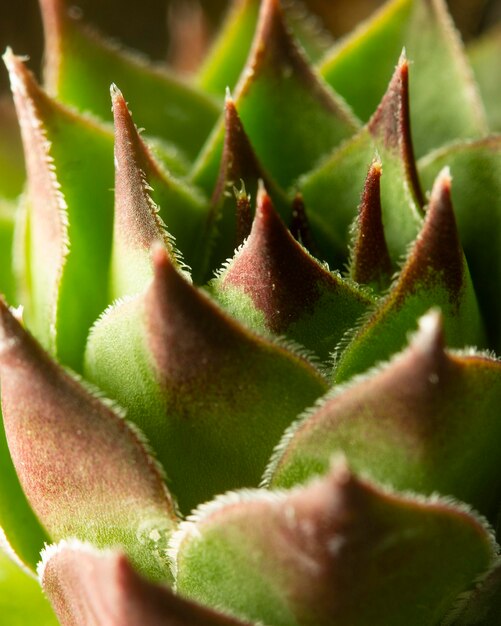 Photo gratuite gros plan, de, plante succulente verte