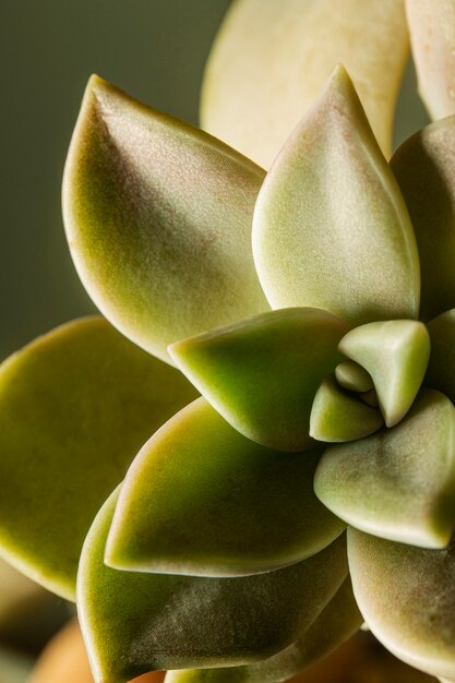 Gros plan, de, plante succulente