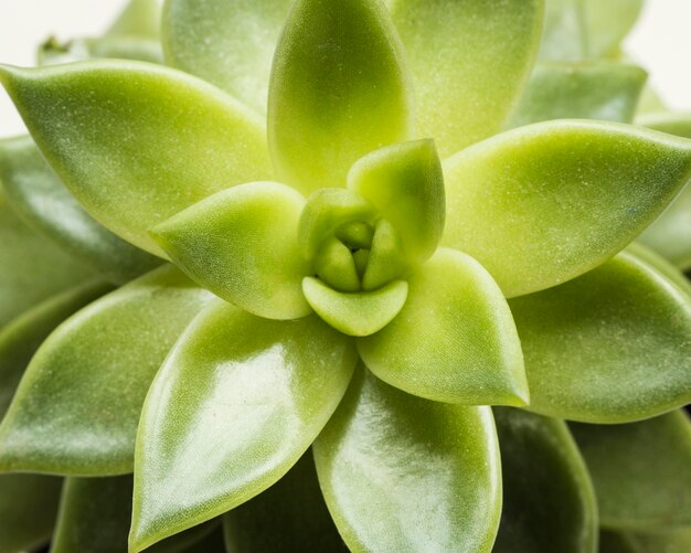 Gros plan, de, plante succulente