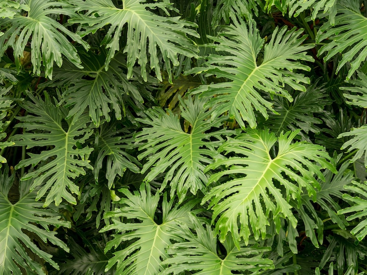 Photo gratuit gros plan d'une plante tropicale feuilles vertes
