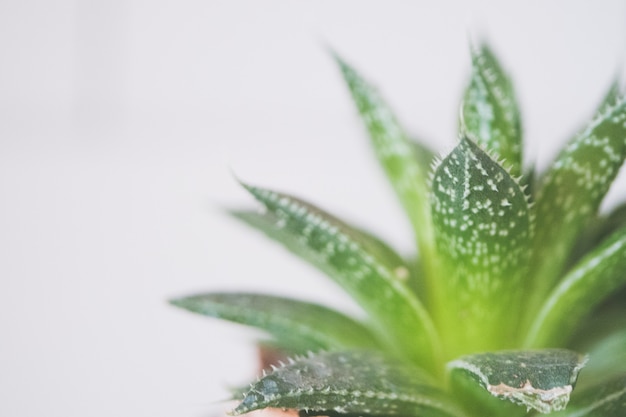 Gros plan d'une plante verte d'Aloe Vera dans un pot en céramique marron