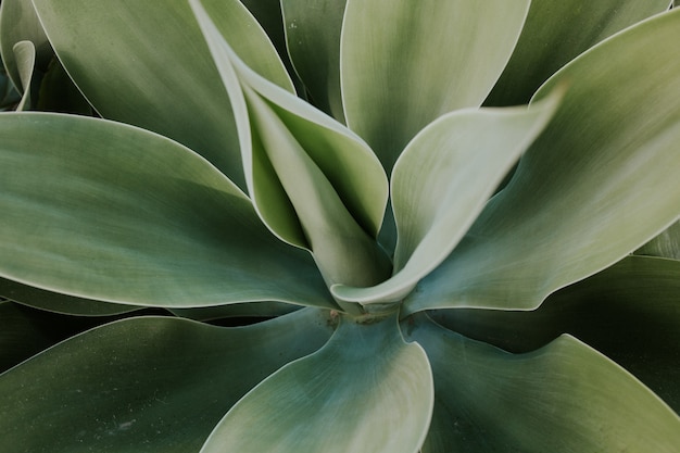 Gros plan d'une plante verte avec de grandes feuilles - parfait pour le papier peint