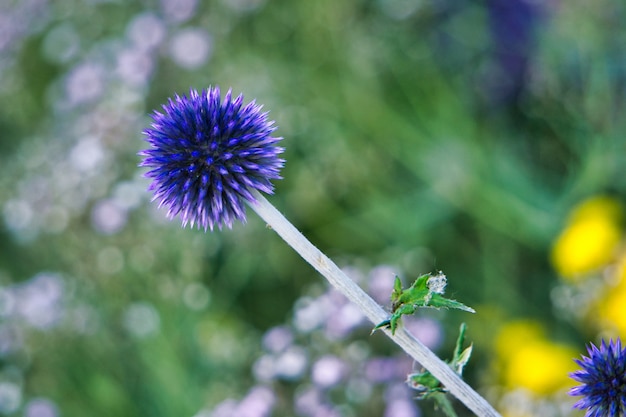 Gros plan d'une plante violette avec un flou