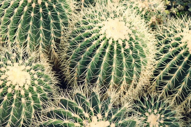 Gros plan des plantes de cactus