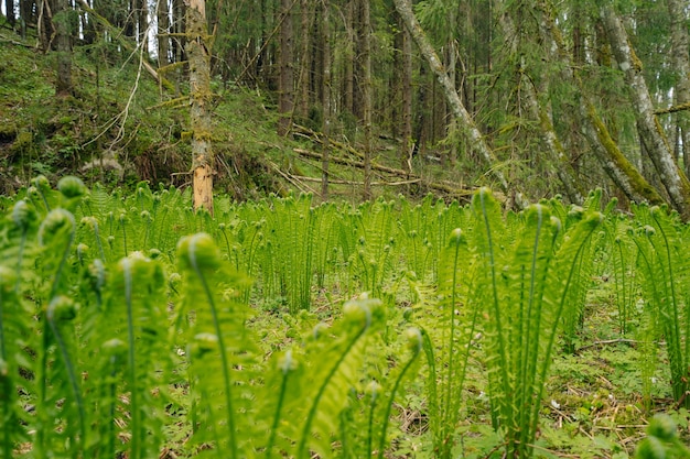 Gros plan de plantes de fougère d'autruche verte