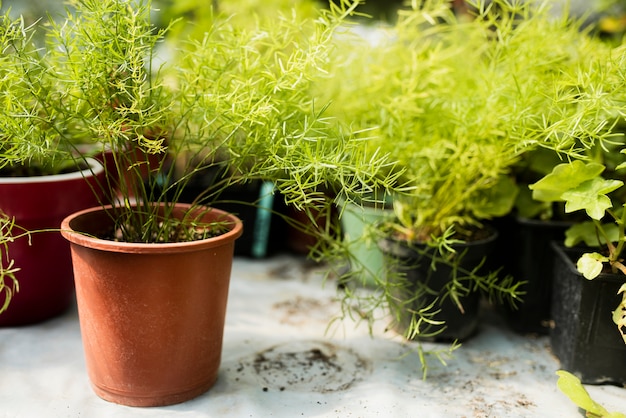 Gros plan, de, plantes pot