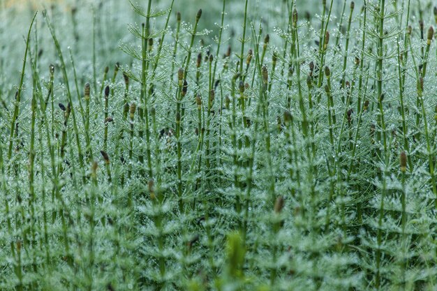 Gros plan de plantes vertes poussant au milieu du magnifique lac Gosh, Arménie