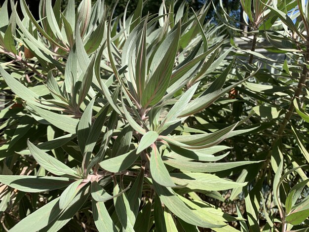 Gros plan de plantes vertes sous la lumière du soleil