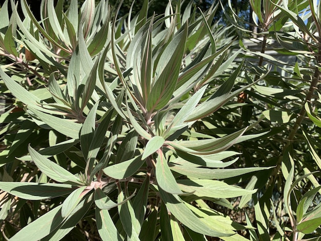 Gros plan de plantes vertes sous la lumière du soleil