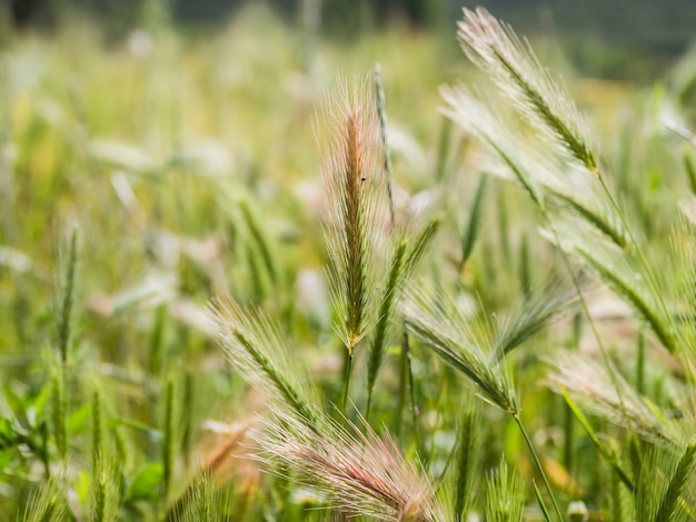 Gros plan sur des plants d'orge dans un champ avec un arrière-plan flou