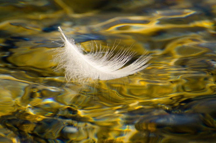 Photo gratuit gros plan d'une plume blanche flottant à la surface de l'eau