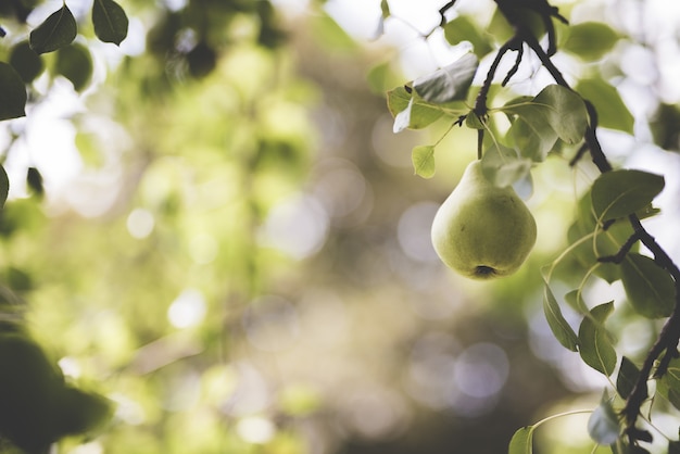 Gros plan d'une poire verte attachée à une branche avec un arrière-plan flou