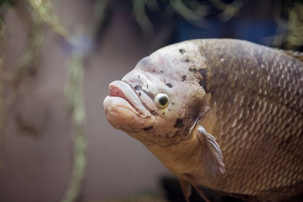 Gros plan d'un poisson carpe sous l'eau