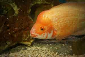 Photo gratuite gros plan d'un poisson cichlidé orange nage dans l'aquarium