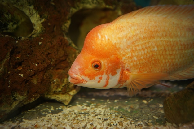 Gros plan d'un poisson cichlidé orange nage dans l'aquarium