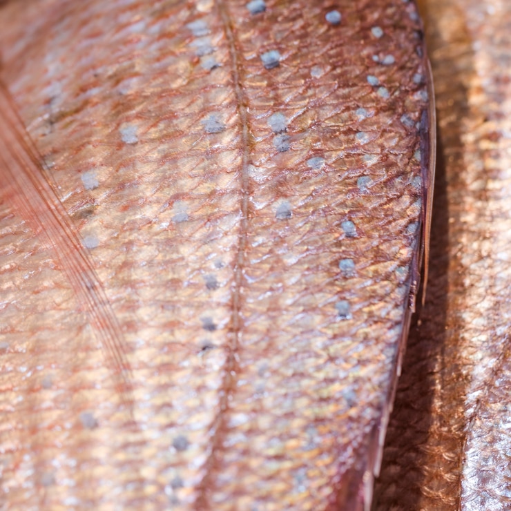 Photo gratuit gros plan de poisson congelé en magasin