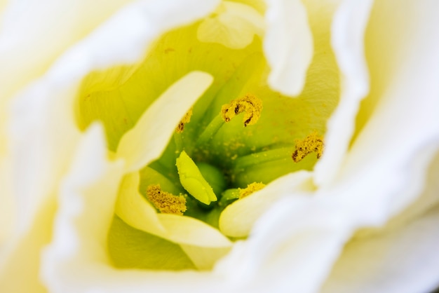 Gros plan de pollen de fleur de tulipe blanche